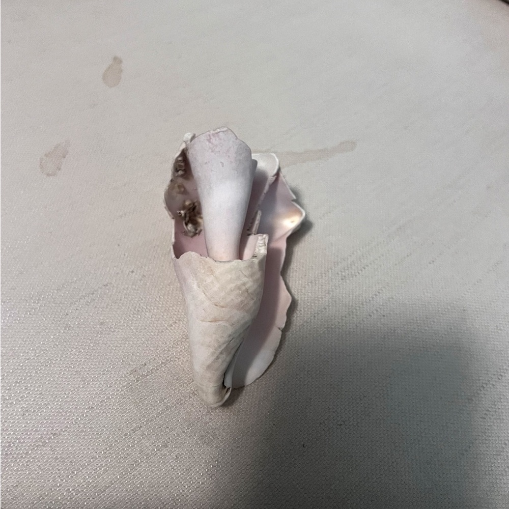 Large portion White Conch Shell - Picture 10 of 10